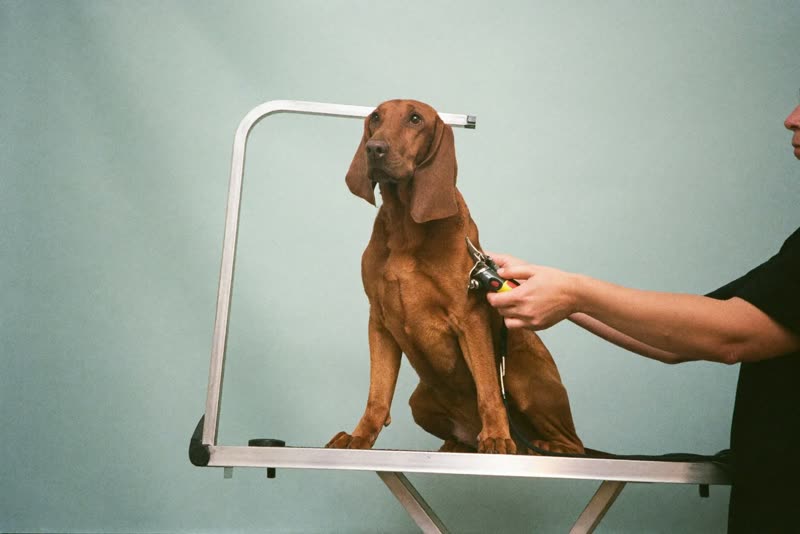 A cockapoo being handled on a grooming table