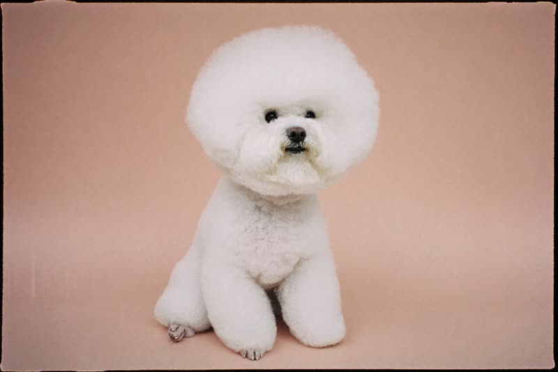 A bichon with a freshly finished coat