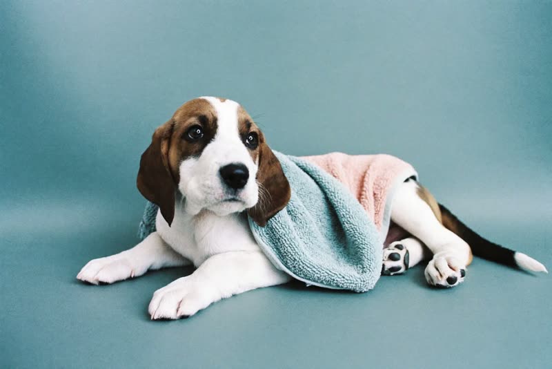 A towelled puppy resting after a wash