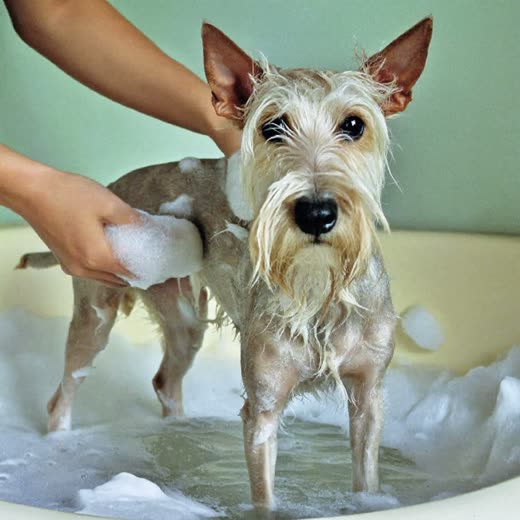 A small dog being shampooed in a grooming bath