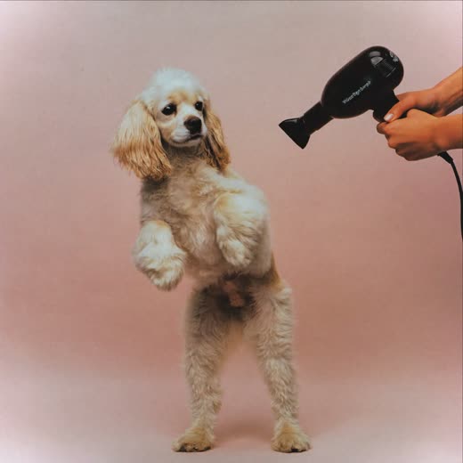 A spaniel being blow-dried after a wash
