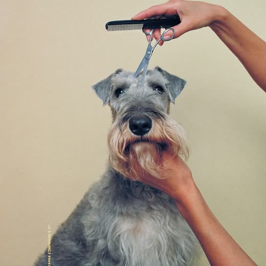 A schnauzer having its coat trimmed with scissors