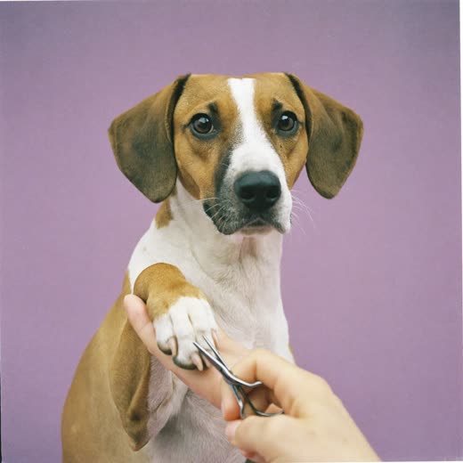 A dog's paw having its nails clipped