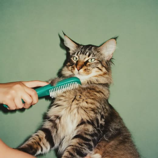 A long-haired cat being brushed out